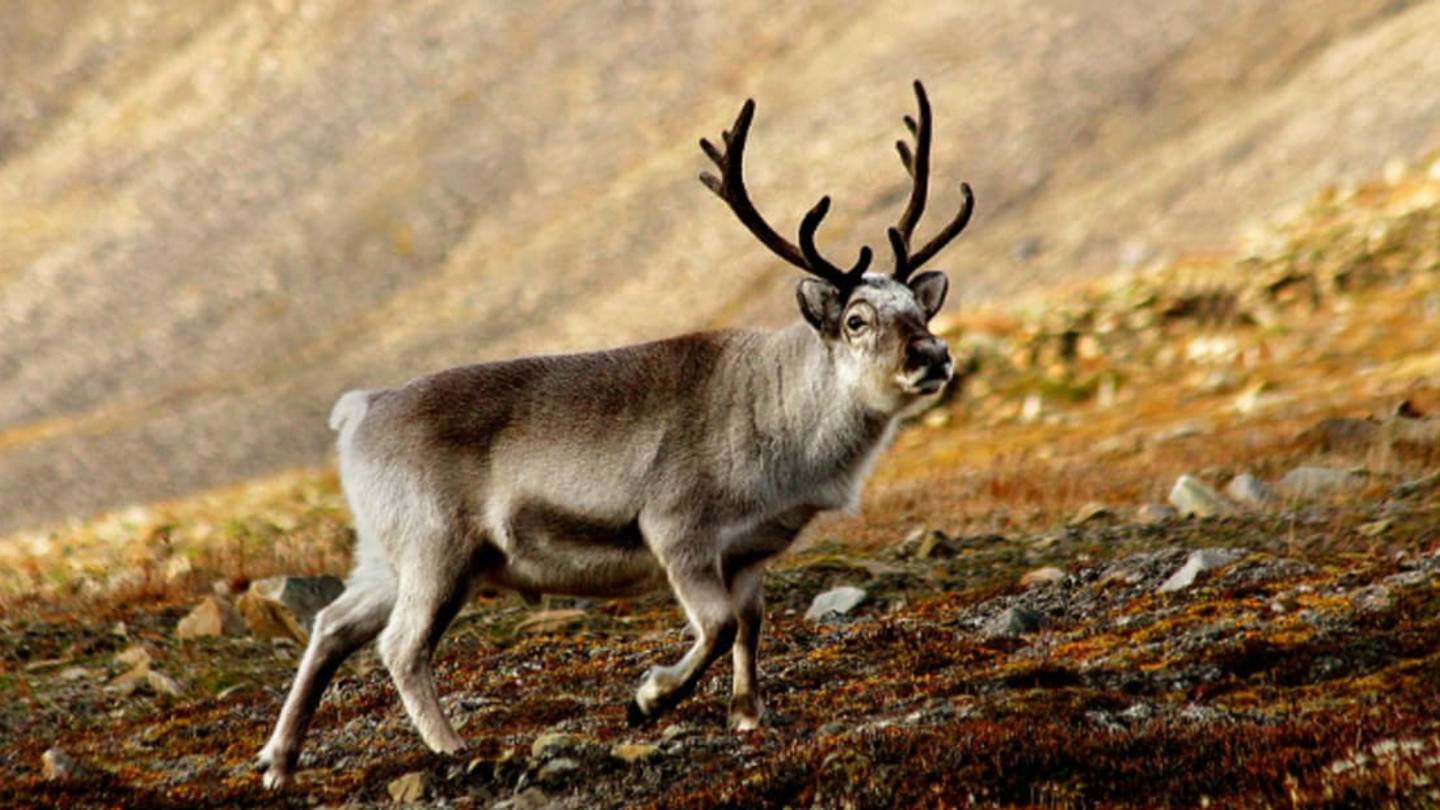 Scientists Unlock the Secret to Super-Tough Antlers