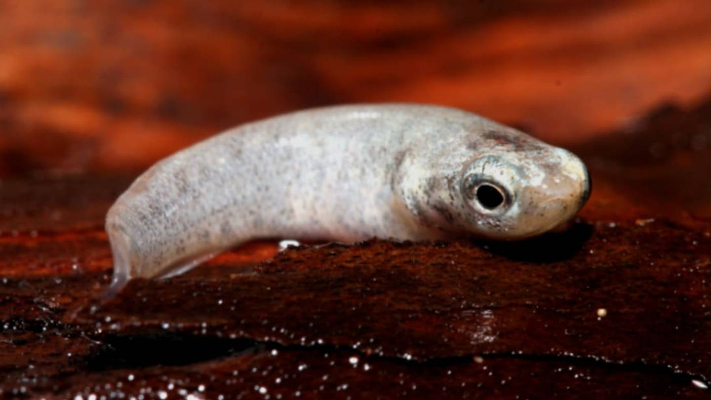 To Cool Off, This Fish Gets Out of the Water
