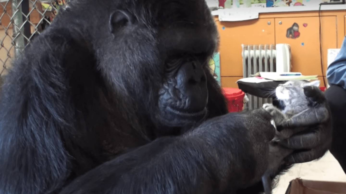 Watch Koko the Gorilla Meet Her New Pet Kittens