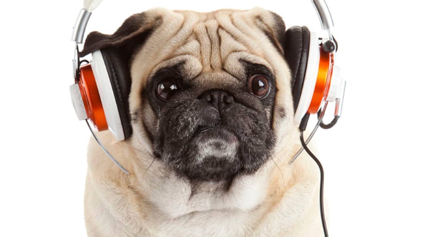 7 Scientific Studies About How Animals React to Music