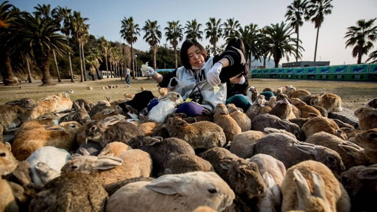 15 Islands Overrun by Cute Animals