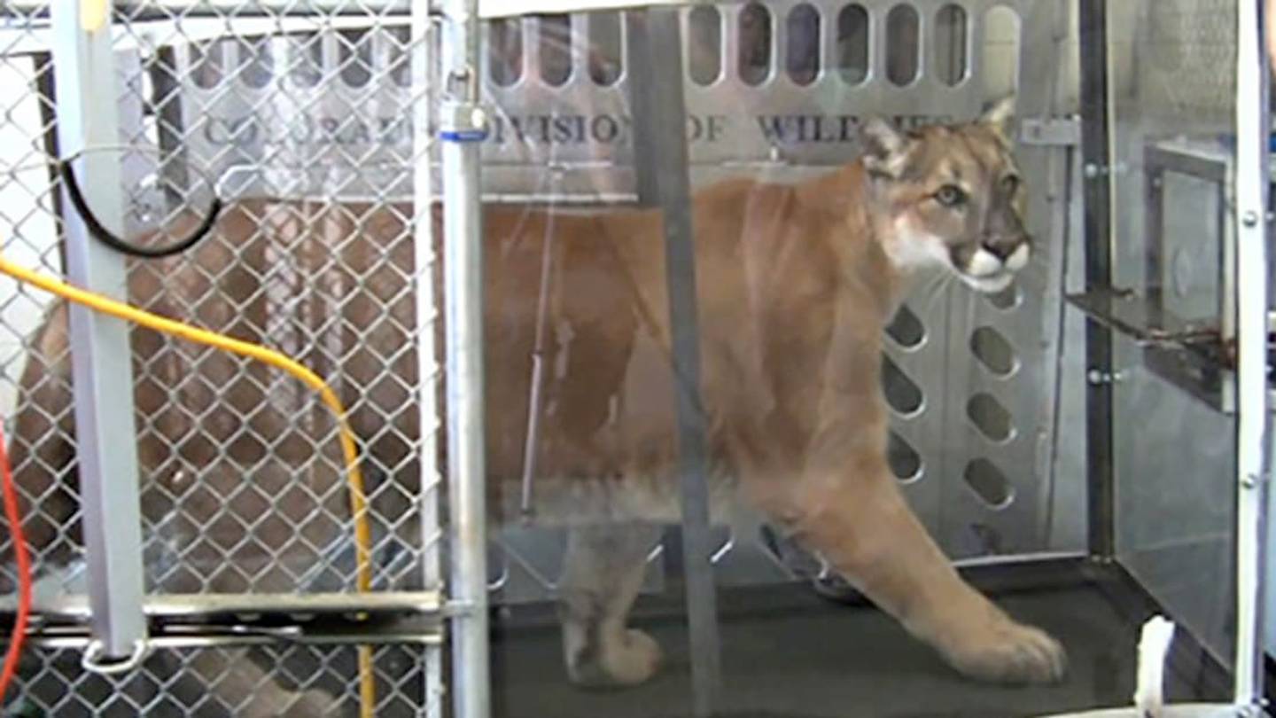 Training Mountain Lions to Walk on Treadmills (for Science!)