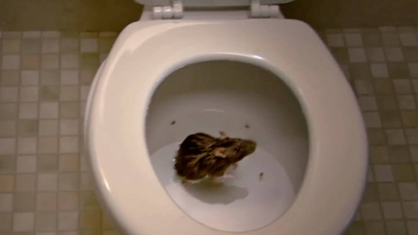 Watch How Rats Wriggle Up Toilets (If You Dare)
