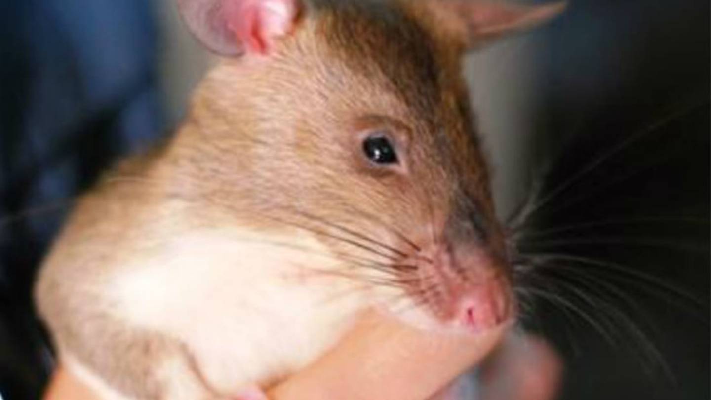 A New Secret Weapon Against Illegal Wildlife Trafficking: Rats