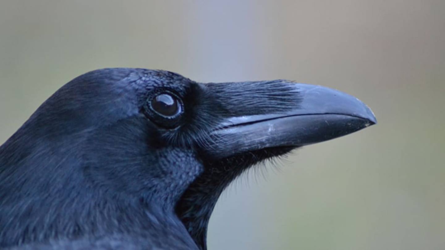 Ravens Can Figure Out When Someone Is Spying on Them