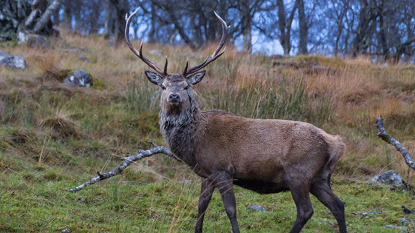 Red Deer May Have Travelled to the Scottish Isles on Boats 5000 Years Ago