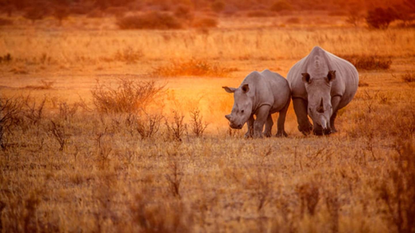 6 Audacious Efforts to Save Endangered Rhinos