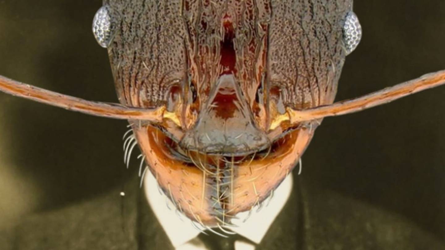 15 Bugs Named After Politicians