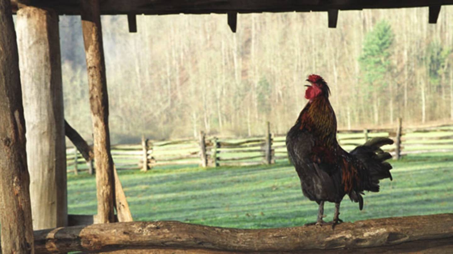 How Do Roosters Decide Who Will Crow? Itâs a Dominance Thing