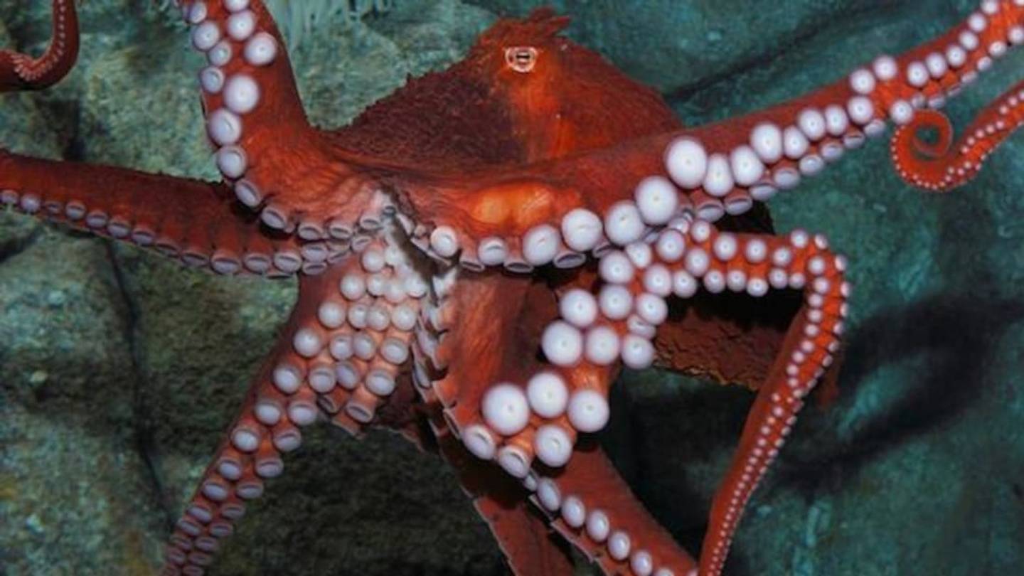 9 Fascinating Facts About Cephalopods From Monterey Bay Aquarium