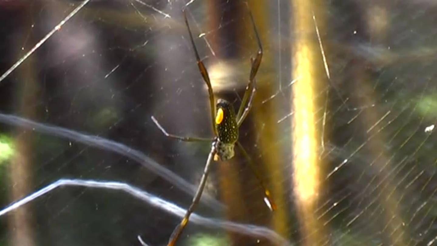 This Wasp Turns Spiders Into Zombie Construction Workers