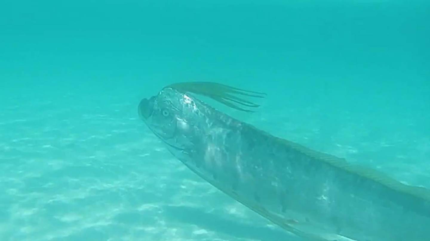 See Rare Video of a Giant Oarfish Swimming
