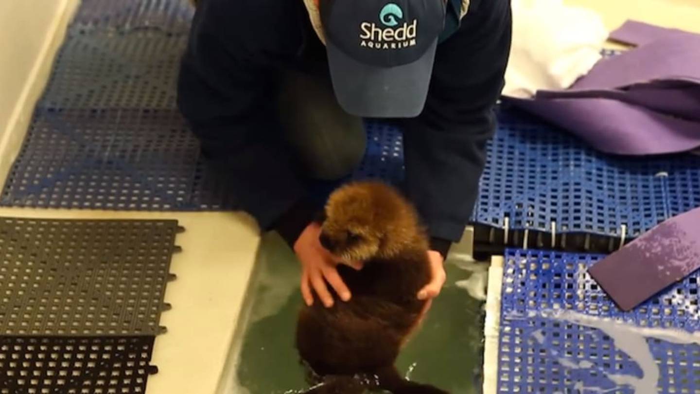 What Happens To Stranded Sea Otter Pups?
