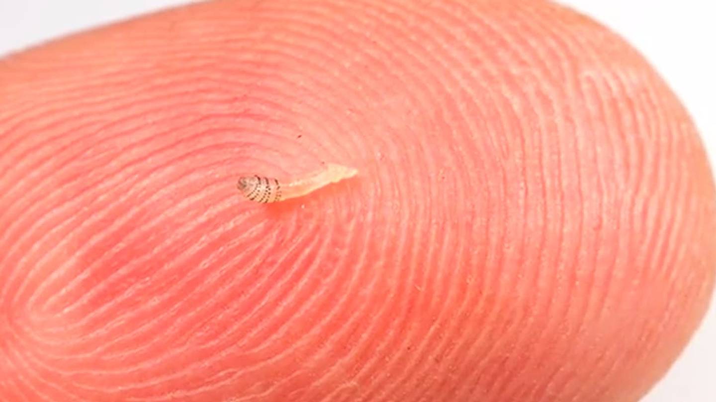 Watch this Guy Serve as an Incubator for Bot Flies