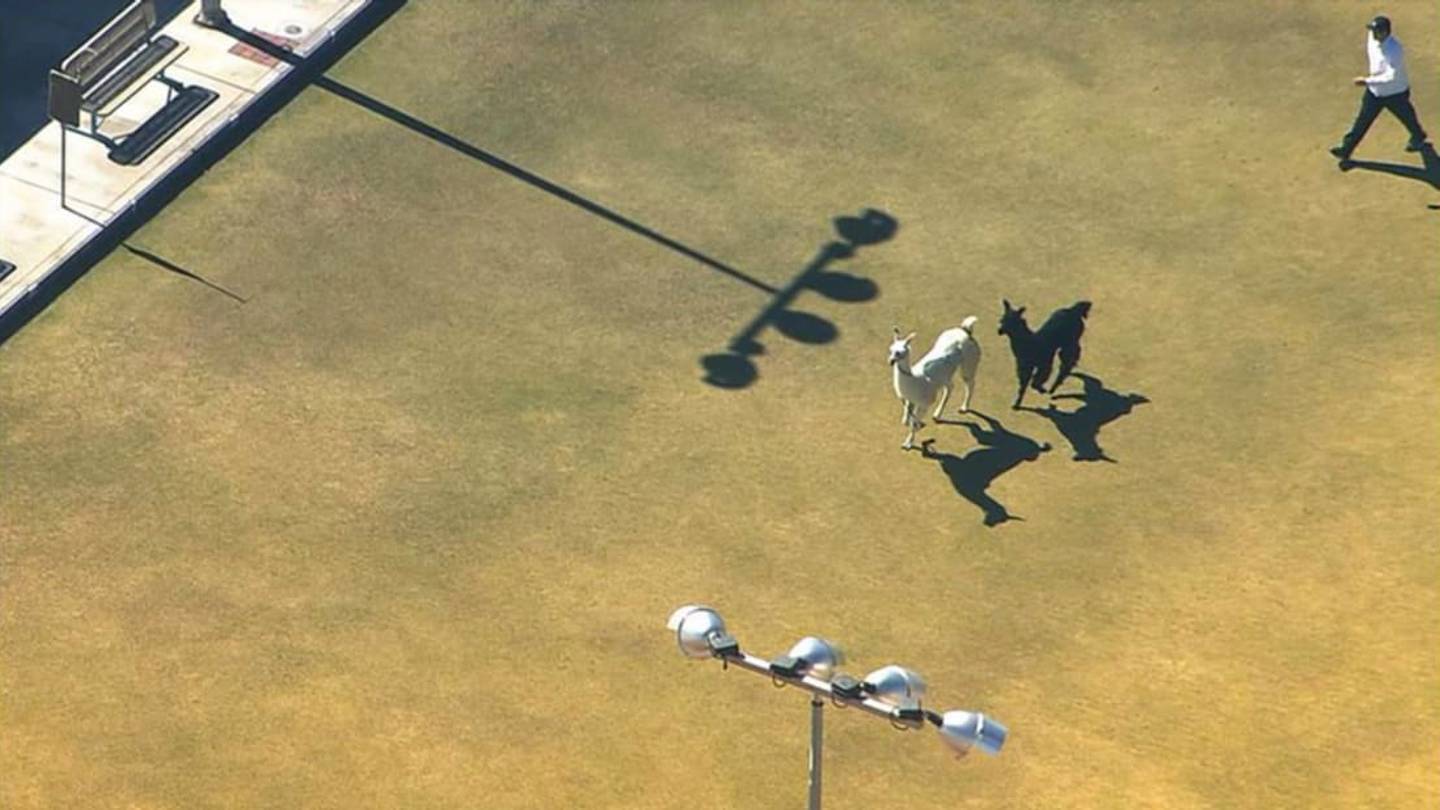 7 Fast Facts About Llamas