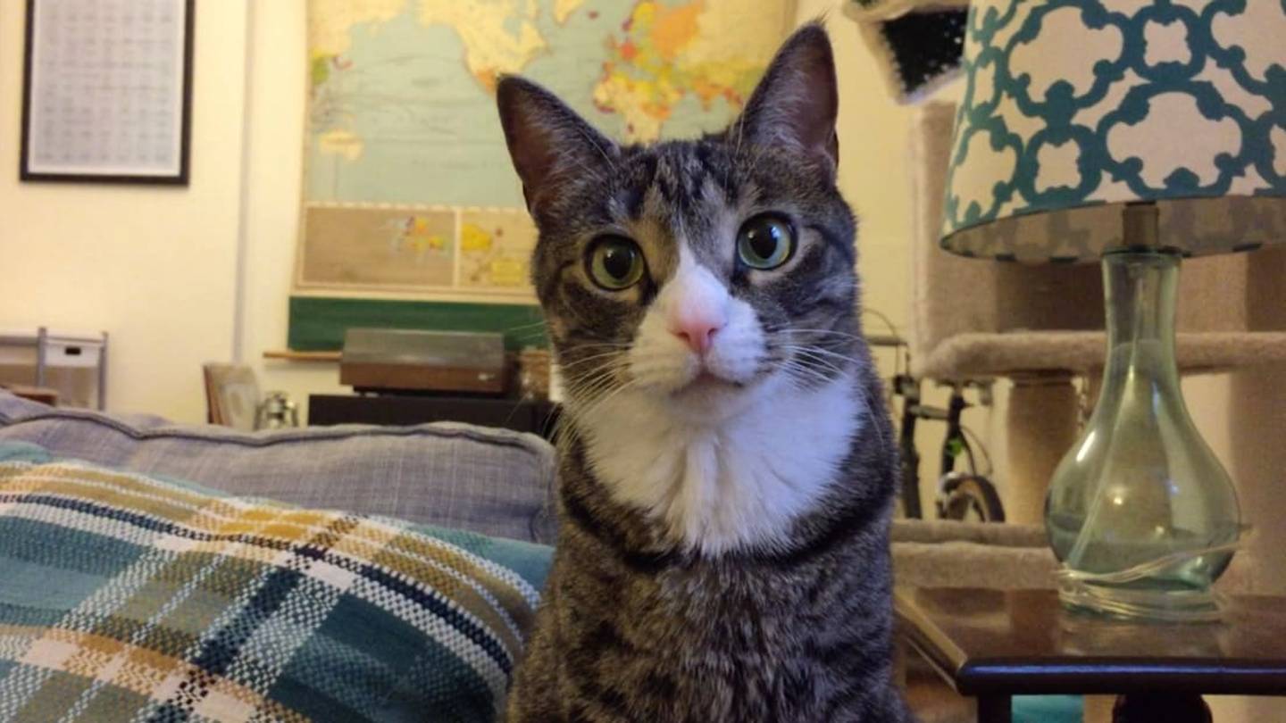 Scientists Have Composed Music For Your Cats