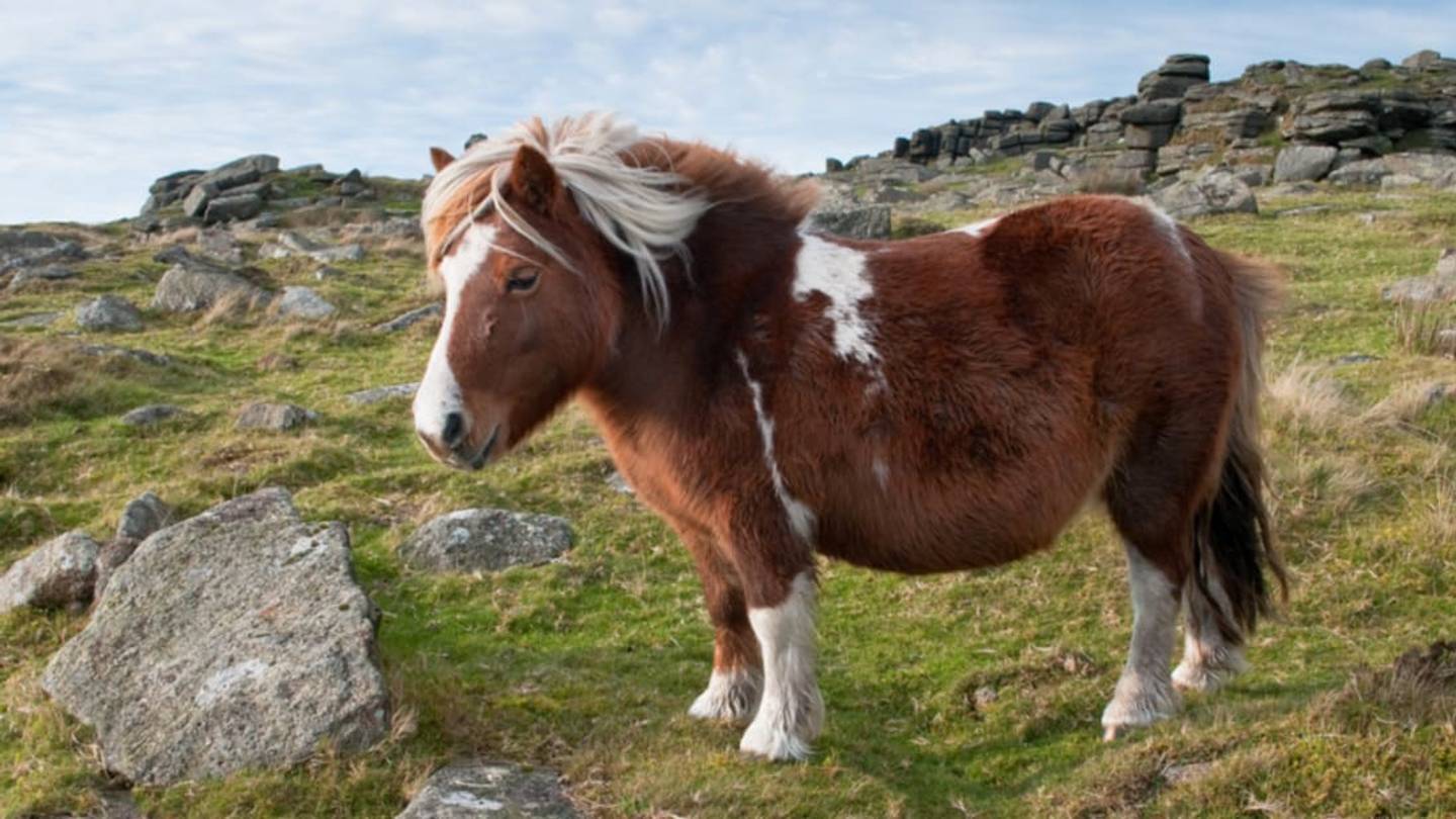 Painting Dartmoor's Ponies Helps Keep Them Safe Near Roads