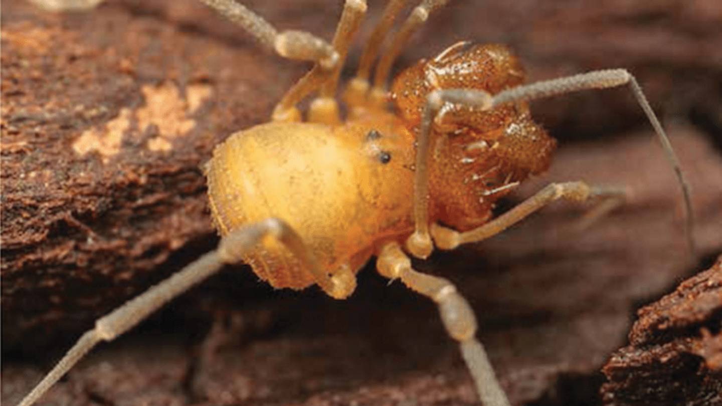 New 'Monster' Daddy Longlegs Discovered in Oregon