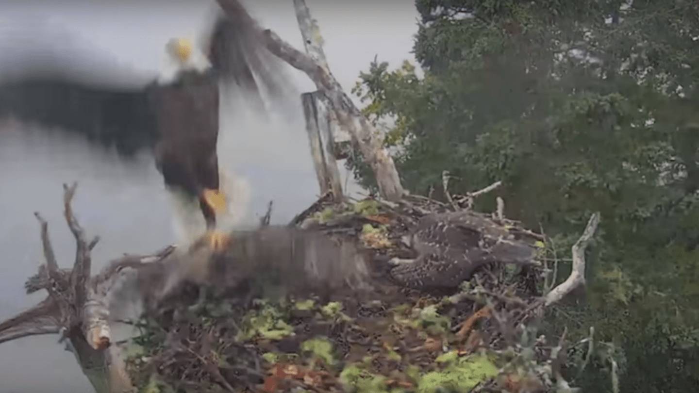 Bald Eagle Attacks an Osprey Nest During a Live Feed