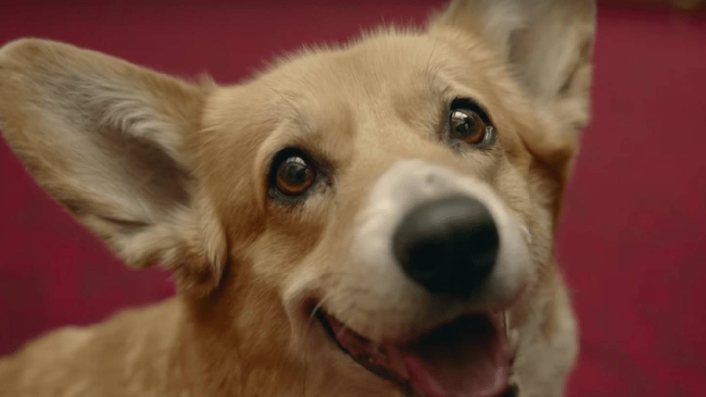7 Memorable Corgis From Pop Culture