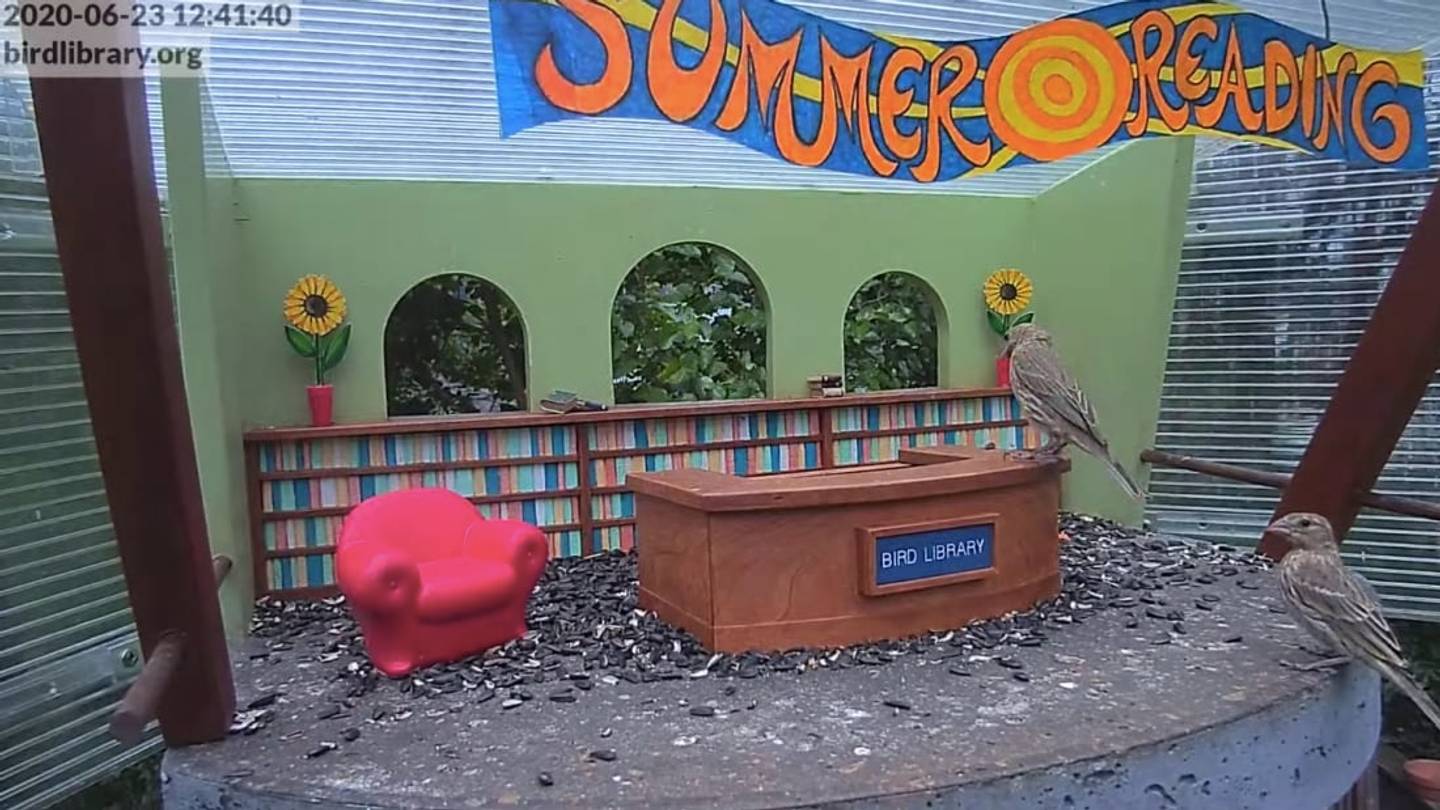 No Squawking, Please: A Backyard Bird Library Is the Star of This Livestream