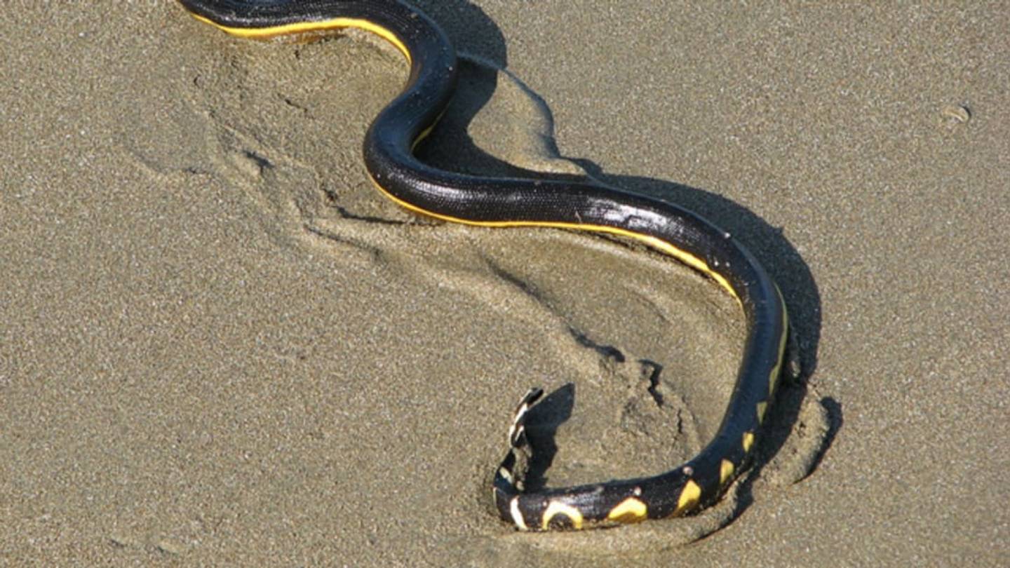 Sea Snakes May Surf Thousands of Miles on Ocean Waves