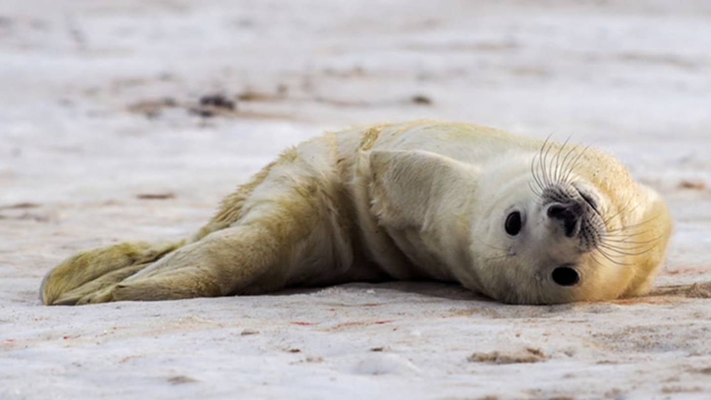 Seal Poop Keeps Shutting Down a Cape Cod Beach