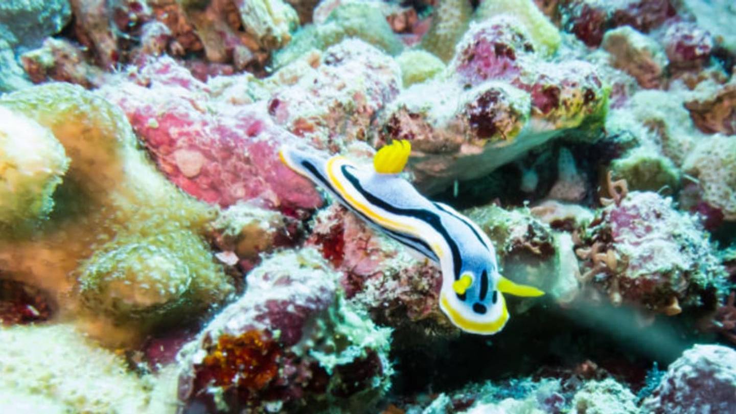 Sea Slugs Store the Toxins They Eat to Poison Their Enemies