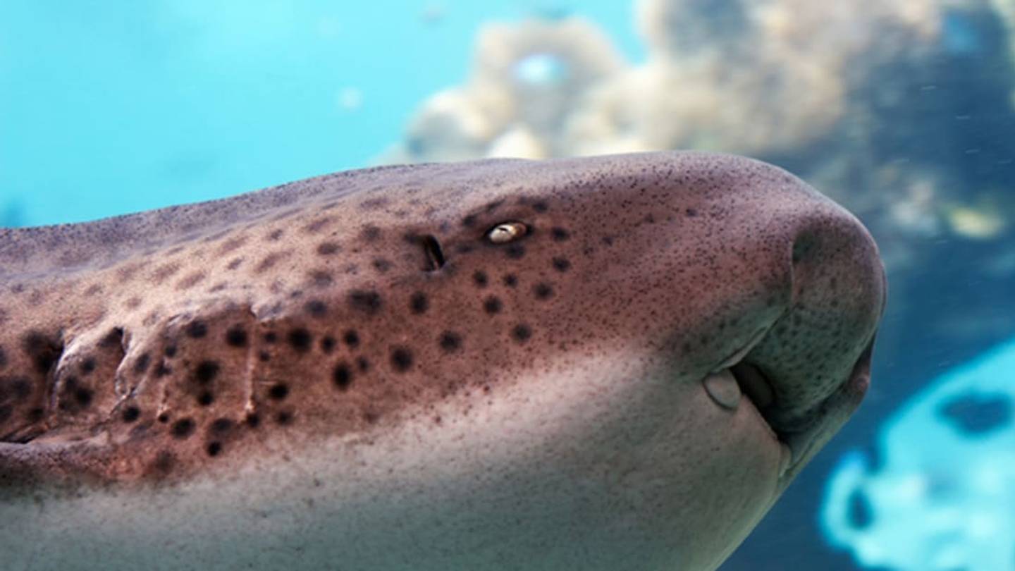 Sharks Use Their Noses to Find Their Way