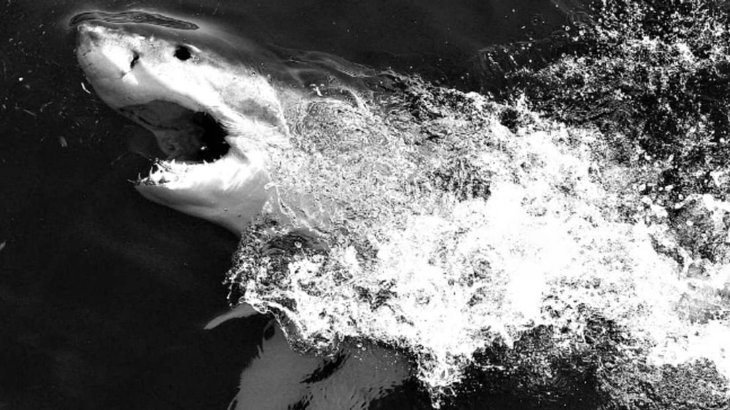 When People Thought Sharks Were Harmless