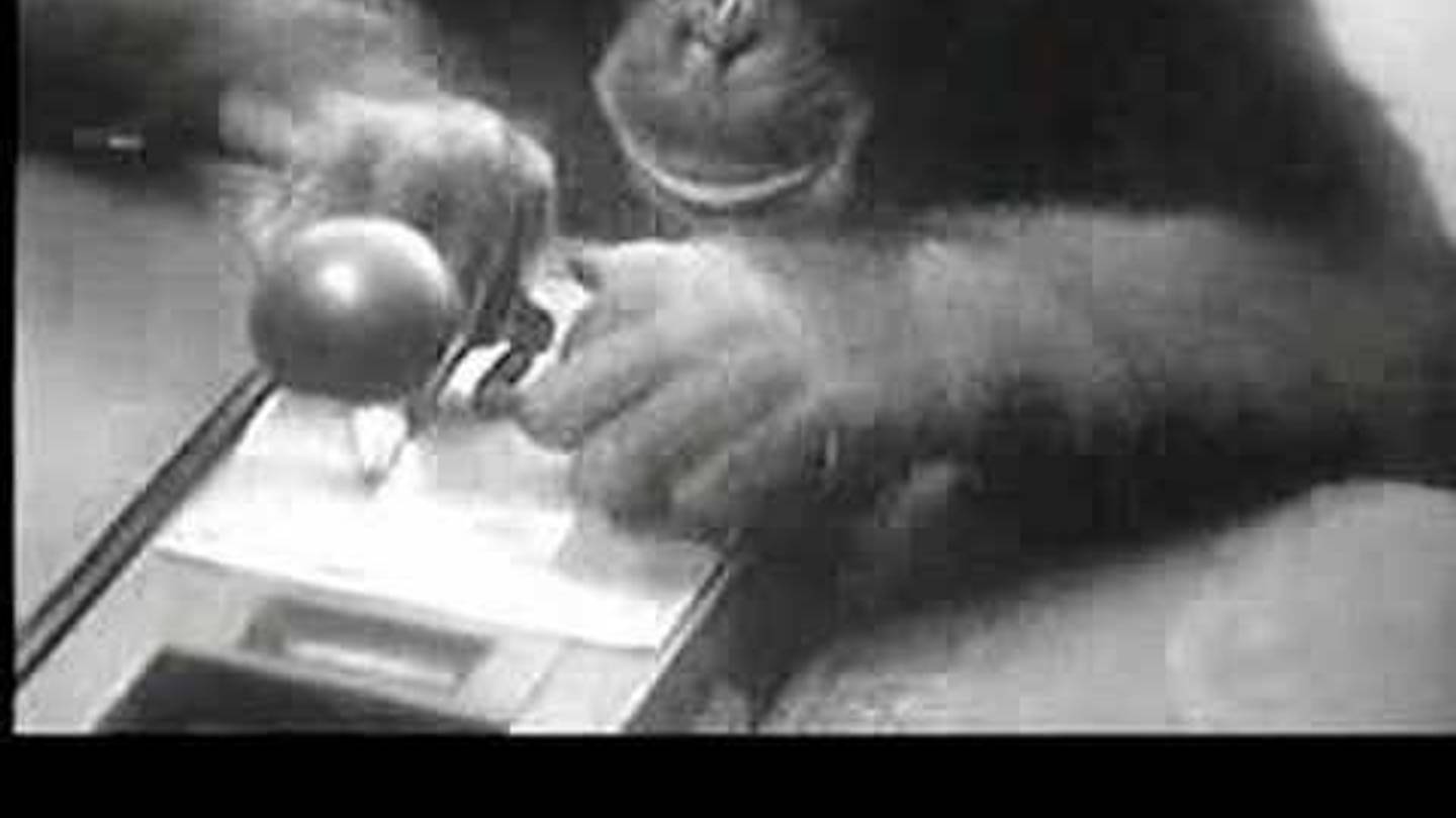 Watch a Baby Chimpanzee Explore Coney Island in 1936