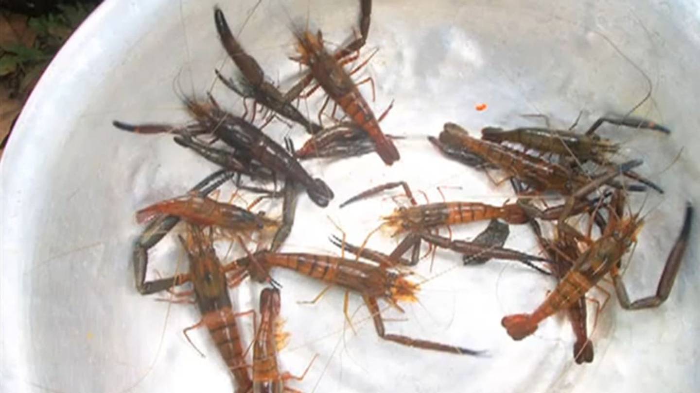 Saving Shrimp Might Help Combat Disease and Turn a Profit