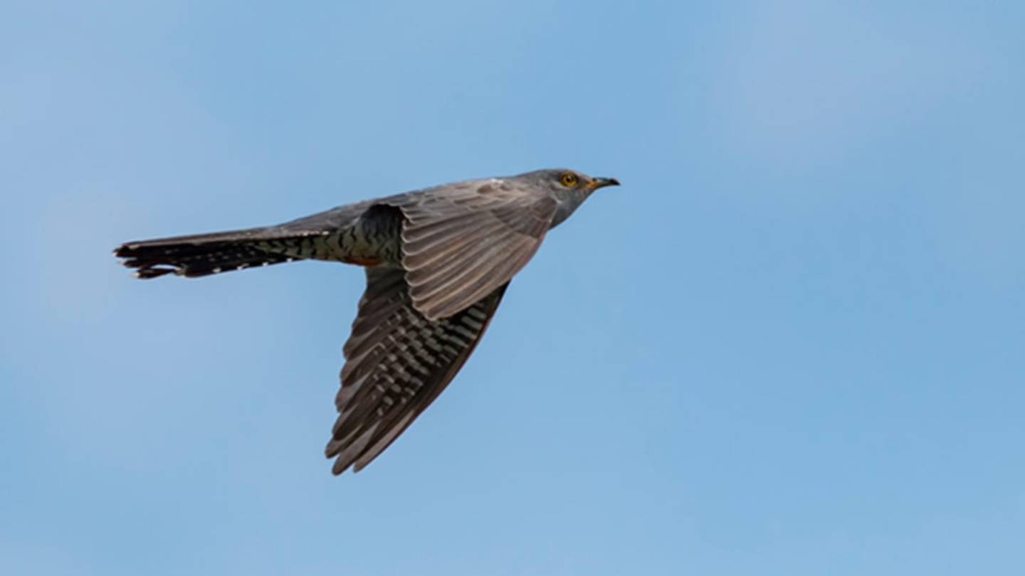 Can Birds Sleep Mid-Flight? Yes, a New Study Confirms
