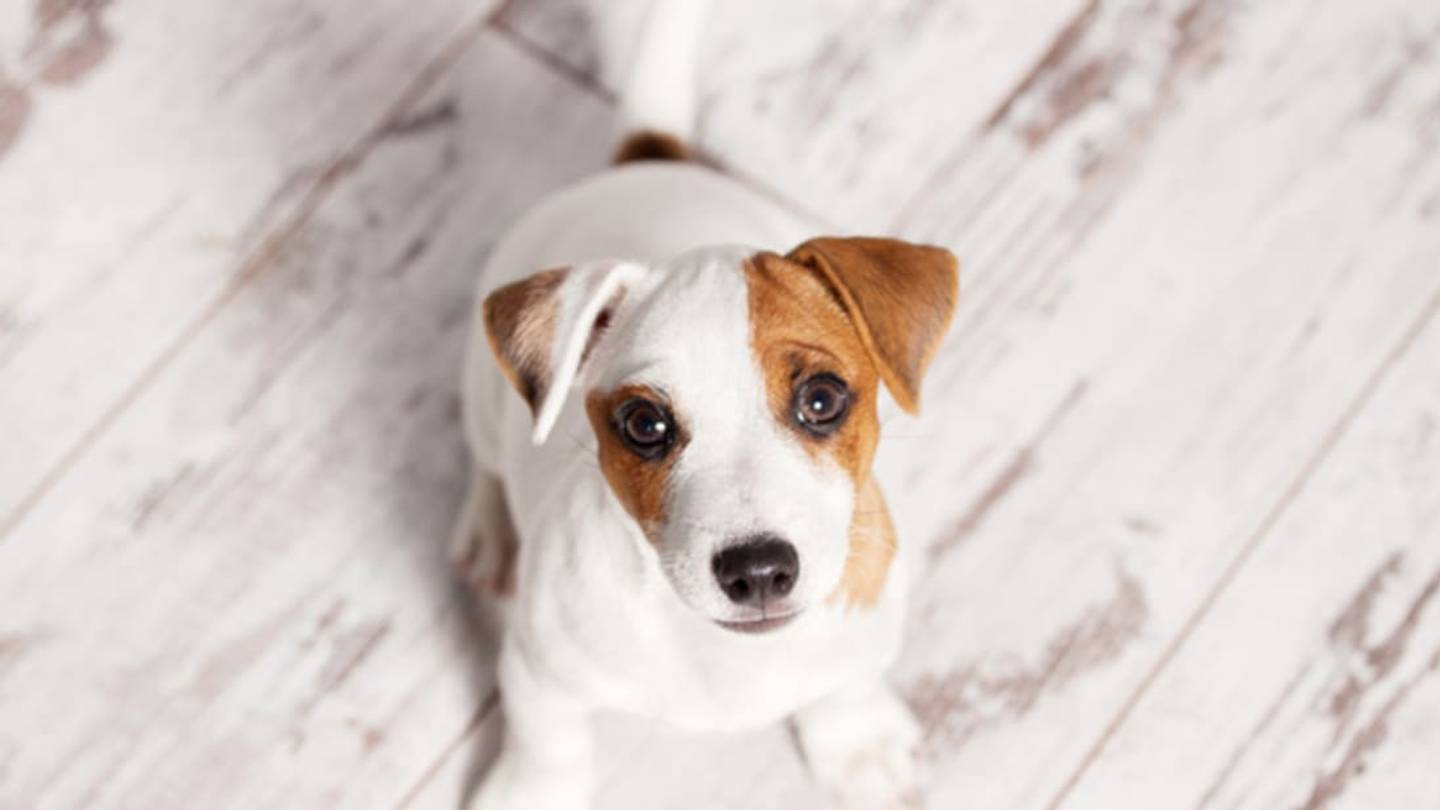 Dogs Learn to Ignore Bad Instructions Faster Than Humans