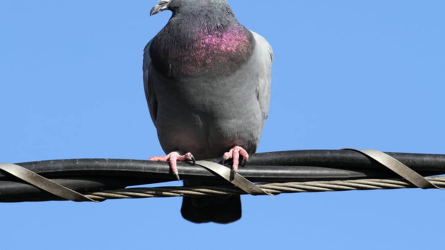 Pigeons Can Distinguish Written Words From Nonsense