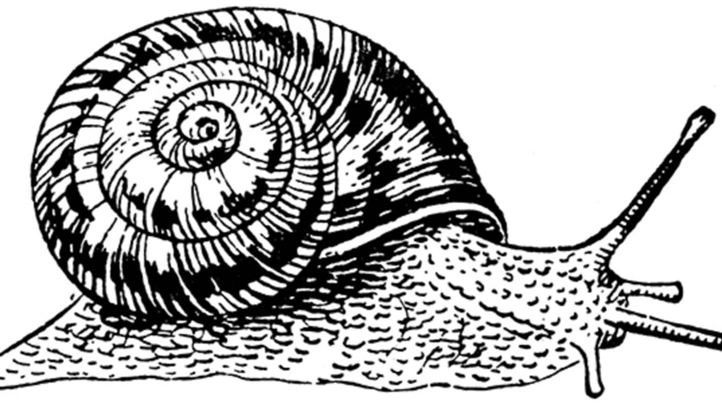 The Strange Tale of the Snail that 'Rose from the Dead'