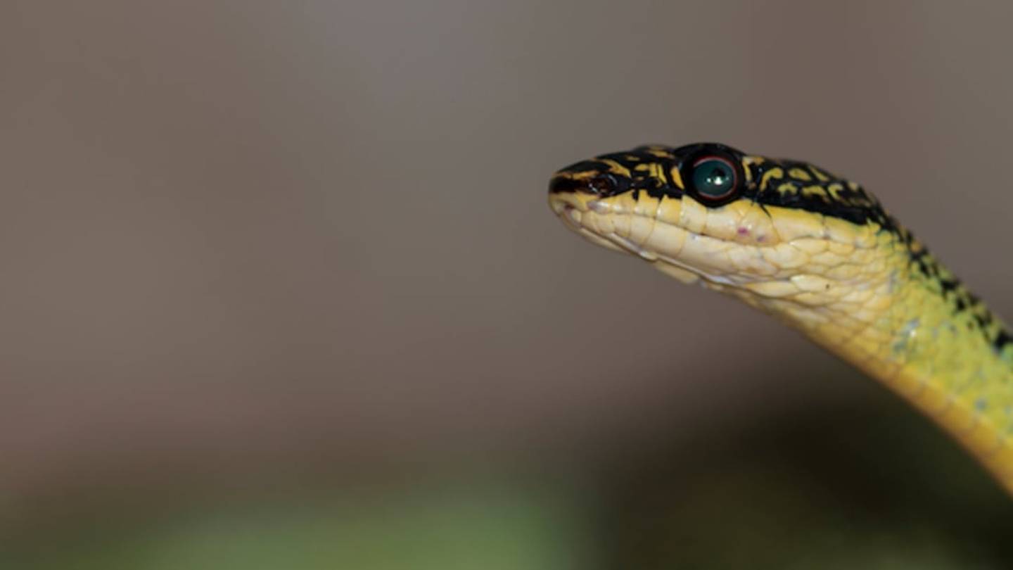 8 Inanimate Objects That Have Been Swallowed By Snakes