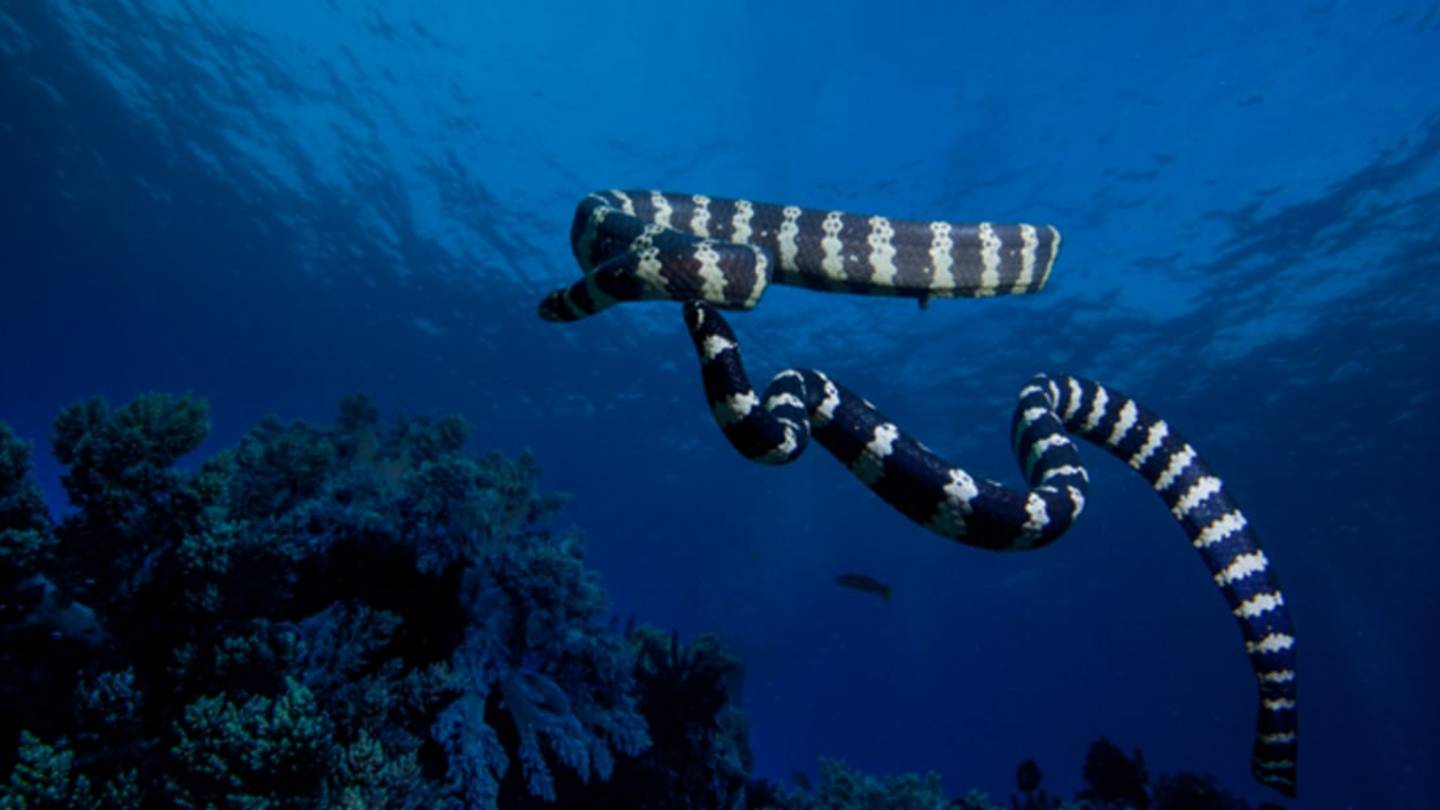 Watch Two 70-Year-Old Women Hunt for Sea Snakes