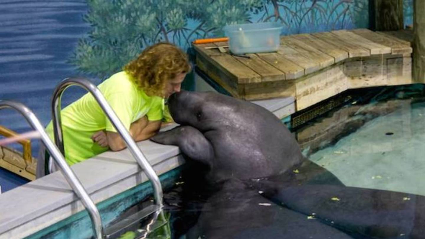 World's Oldest Manatee Recognized By Guinness World Records