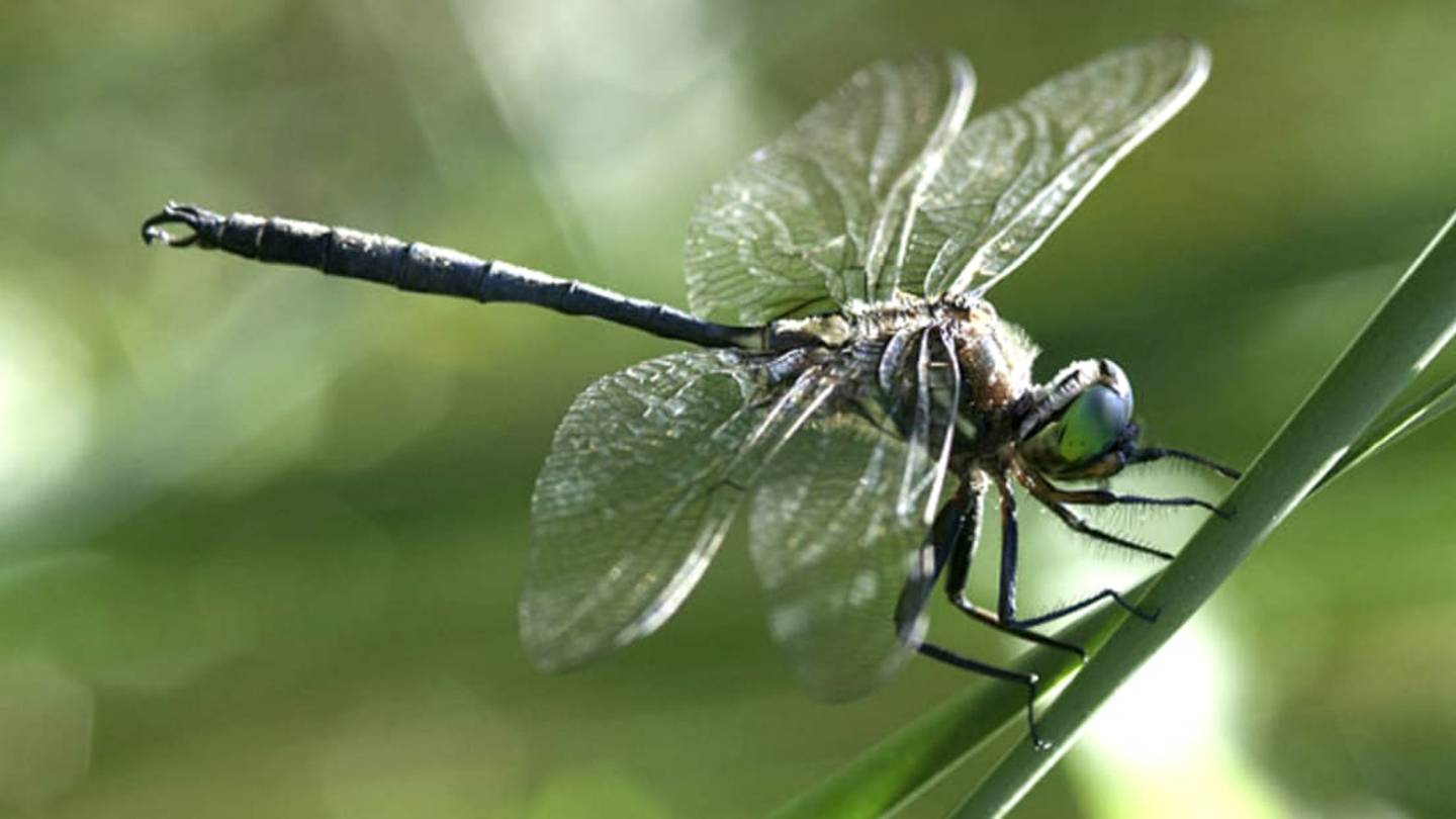 Meet the Endangered Hineâs Emerald Dragonfly