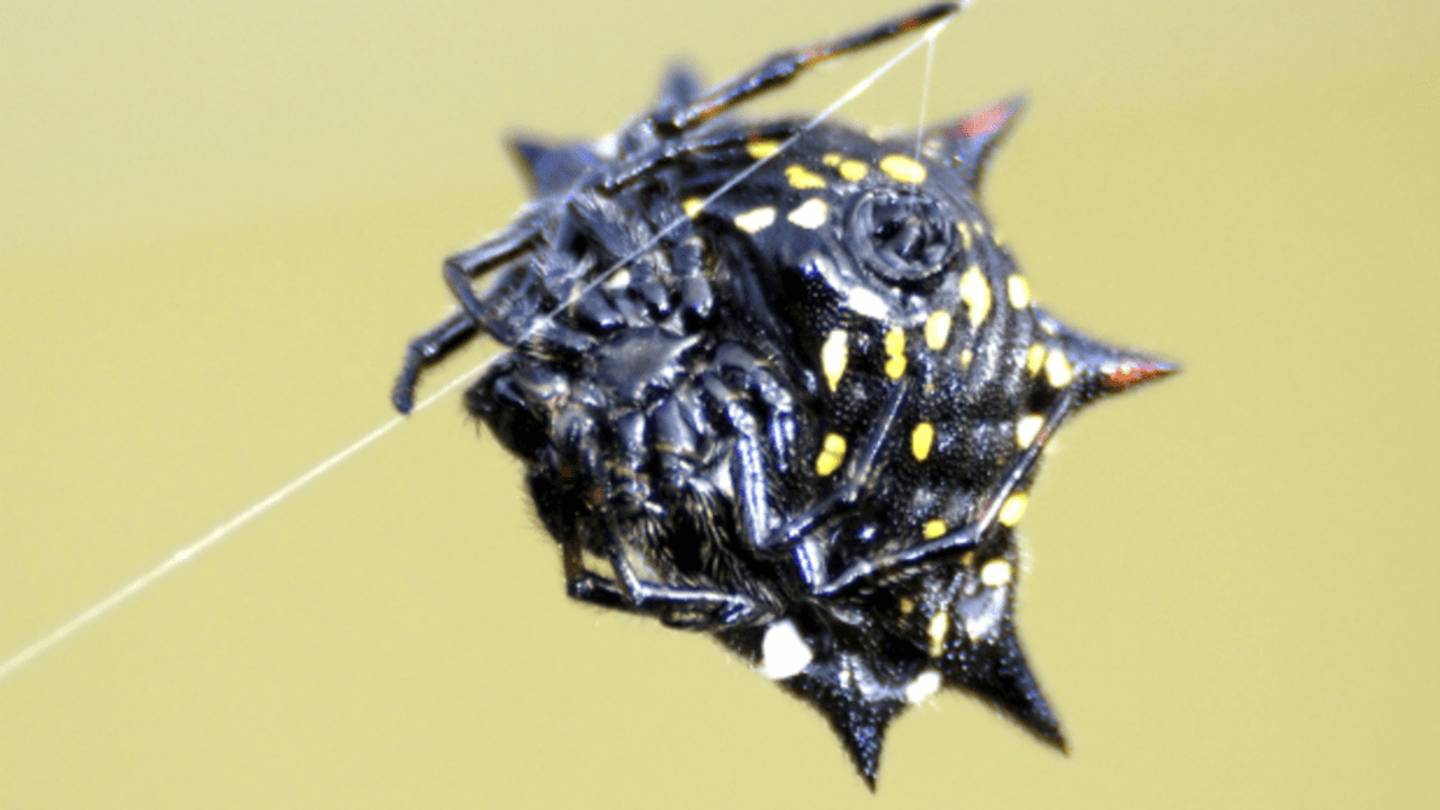8 Spiny Creatures You Donât Want to Meet in the Wild