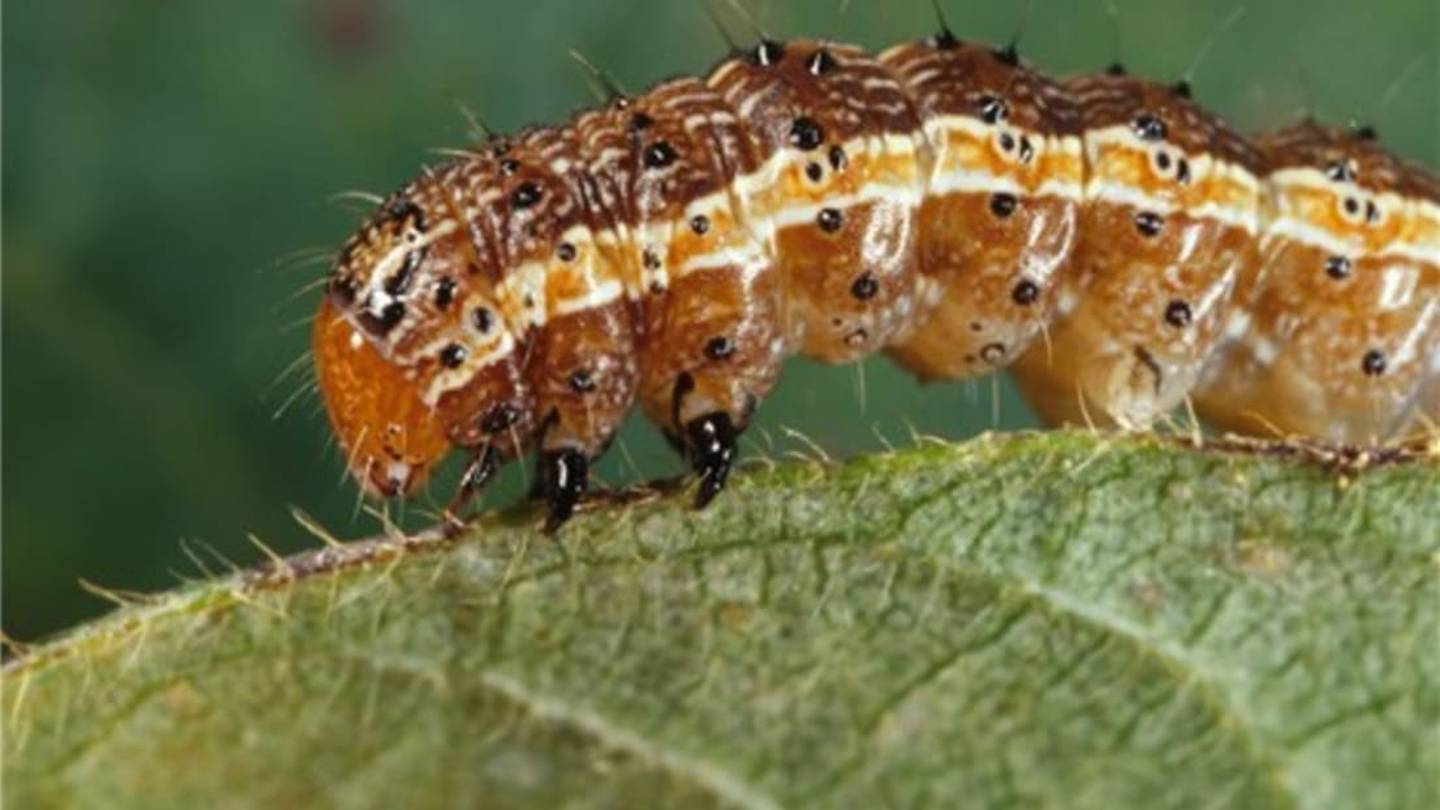 These Caterpillars Trick Plants With Their Poop