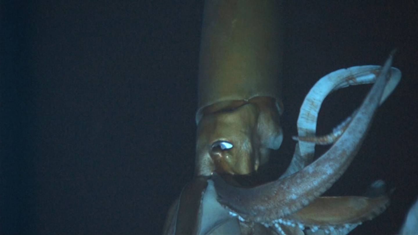 How Scientists Captured the First-Ever Video of a Giant Squid