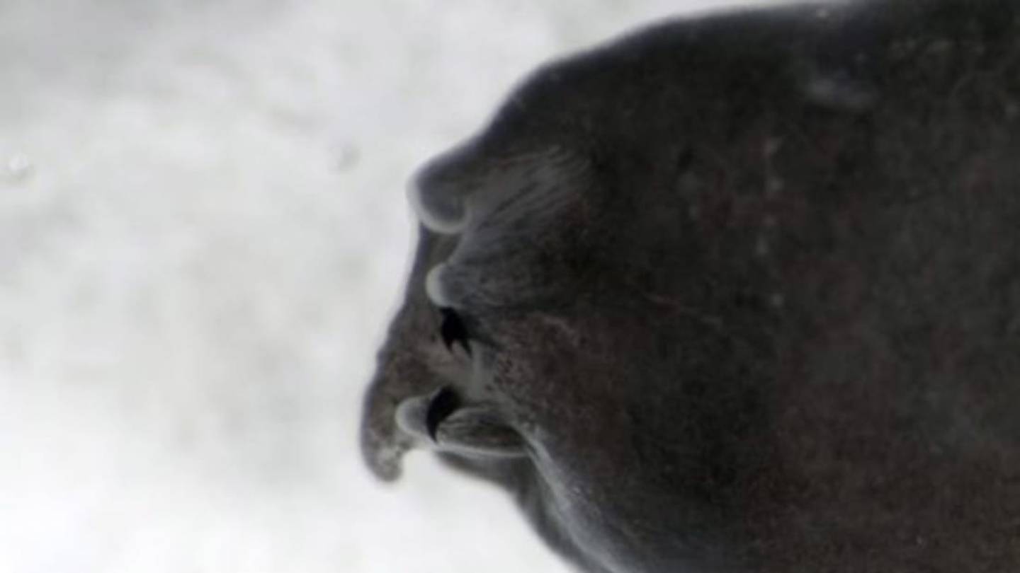 Meet the Tadpole with Teeth