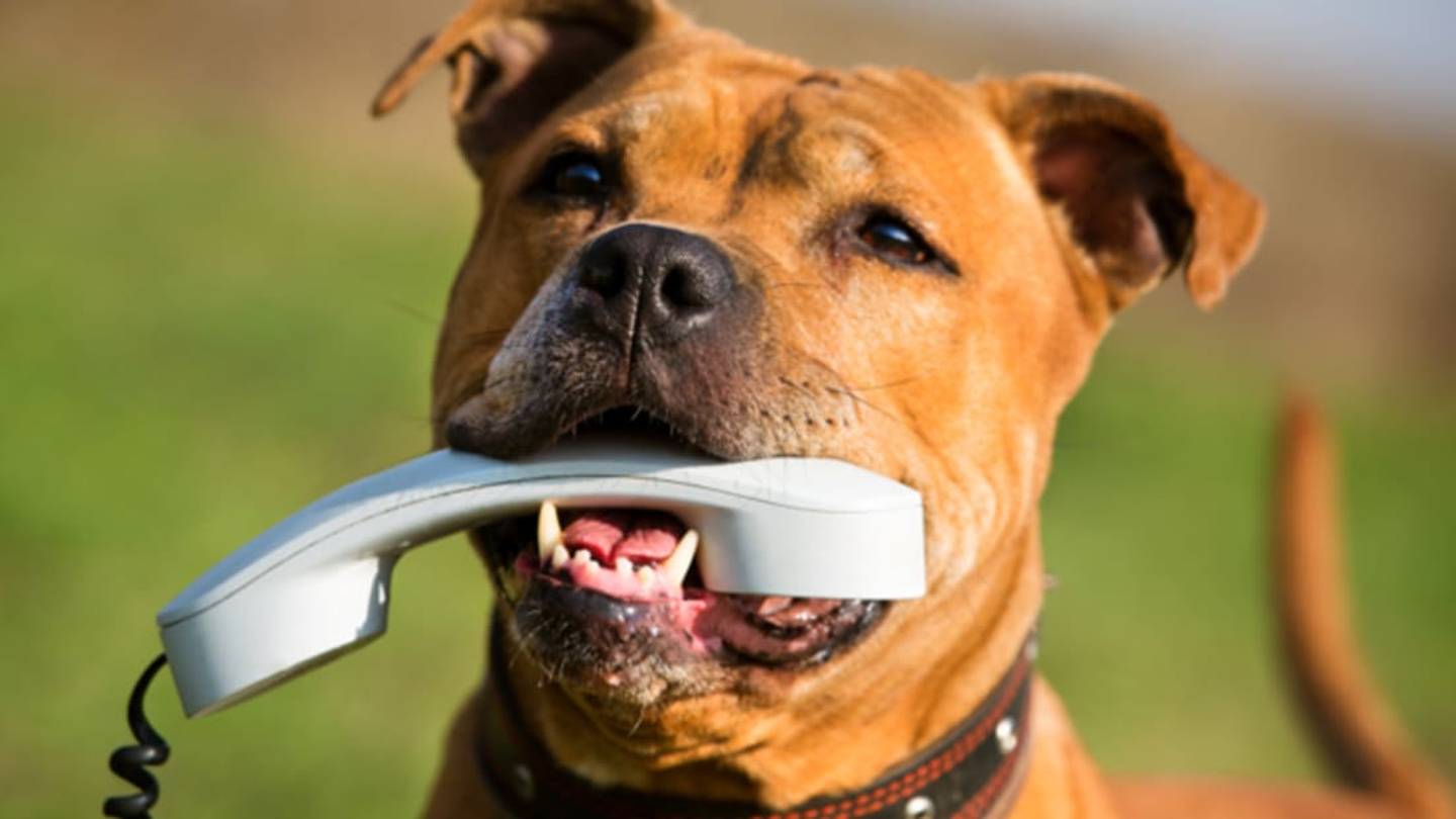 Scientists are Designing Technology to Help Animals âTalkâ