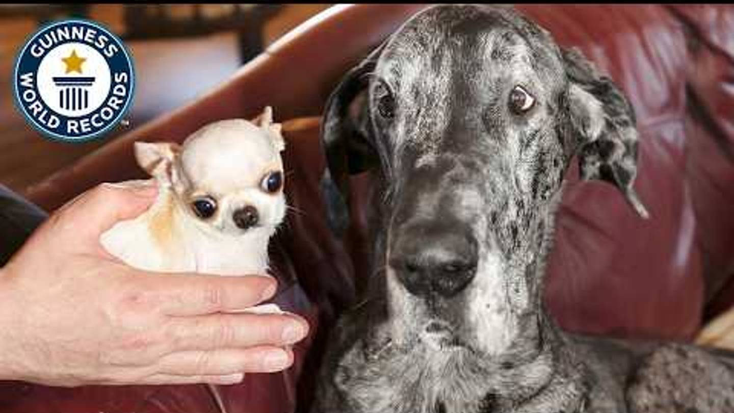 Watch the Worldâs Tallest Dog Meet the Worldâs Smallest