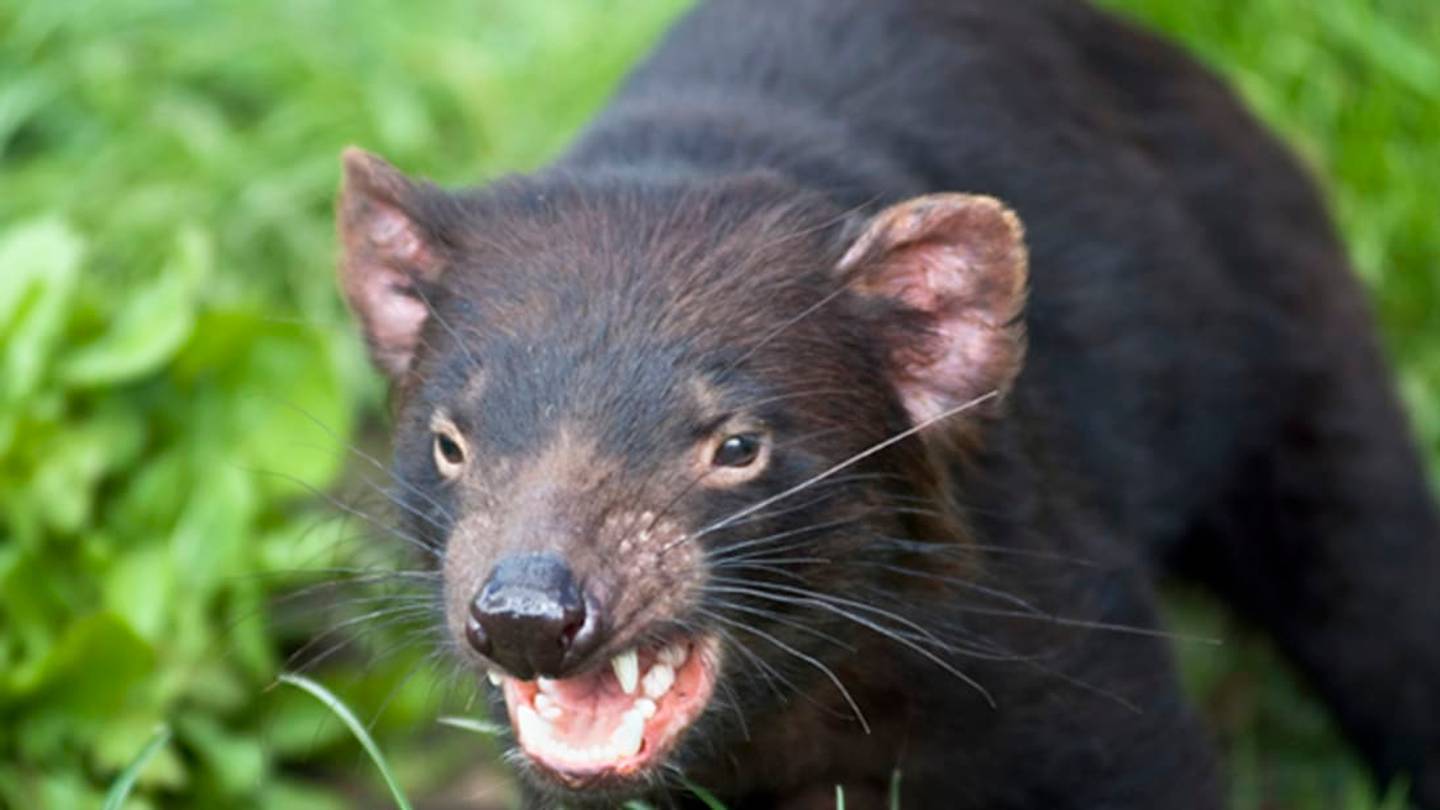 8 Fiendish Facts About Tasmanian Devils