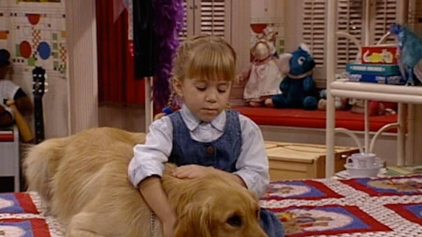 8 Rescue Dogs Who Became Stars