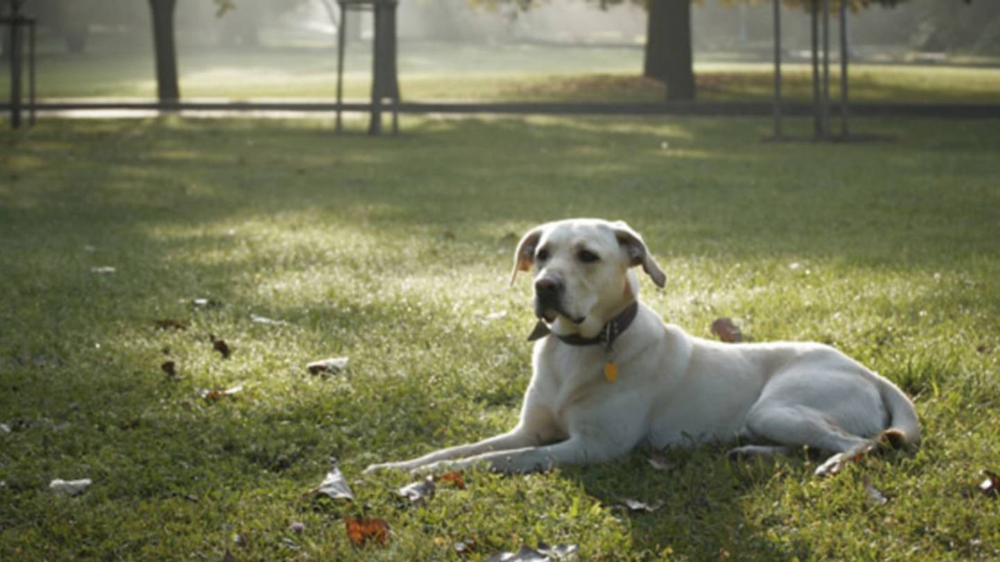 Why Do Dogs Walk in a Circle Before Lying Down?