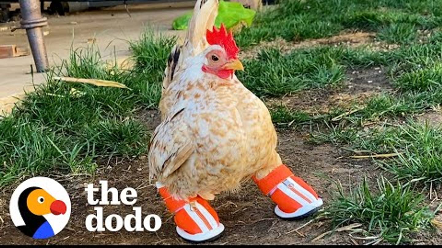 Nubzâa Tiny, Toeless Chickenâis Slaying the Internet With His Adorable Strut (and Shoes)